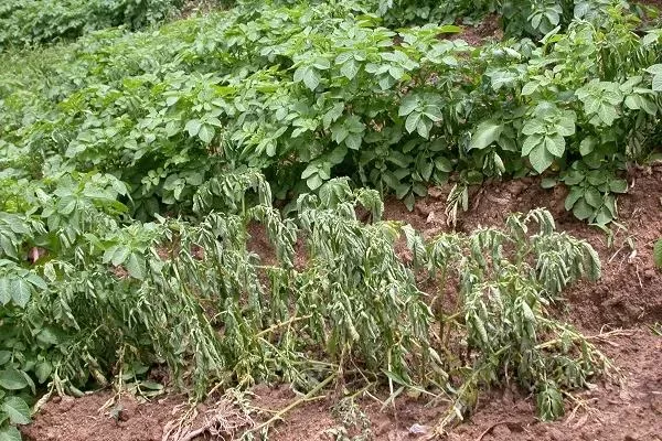 болезни и вредители картофеля Манифест