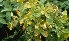 болезни картофеля Ред Фэнтези