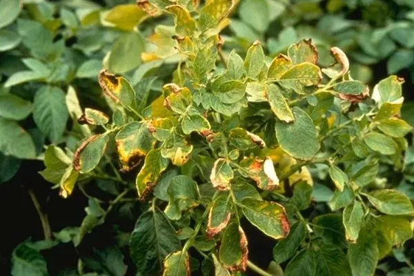 болезни картофеля Ред Фэнтези