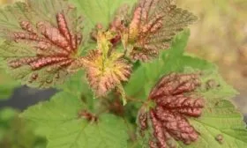 болезни крыжовника Черносливового