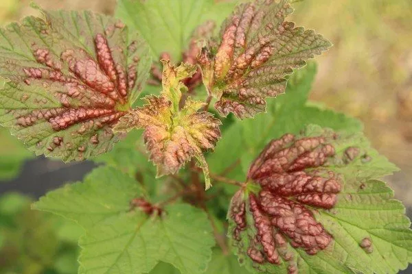 болезни крыжовника Черносливового