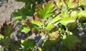 болезни крыжовника Северный капитан