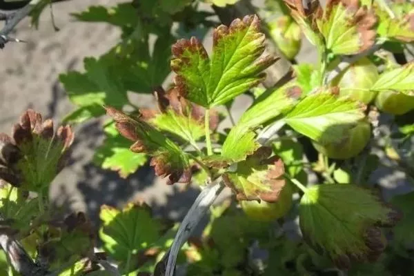 болезни крыжовника Северный капитан