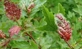 болезни крыжовника Юбилейный