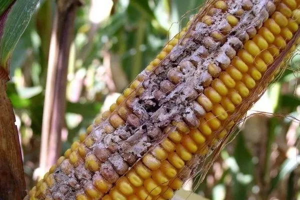 болезни кукурузы РОСС 199 МВ