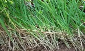 болезни лука Деликатес