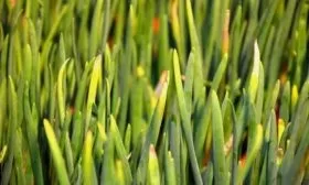 болезни лука Лонг Токио