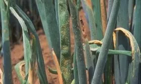 болезни лука Олина