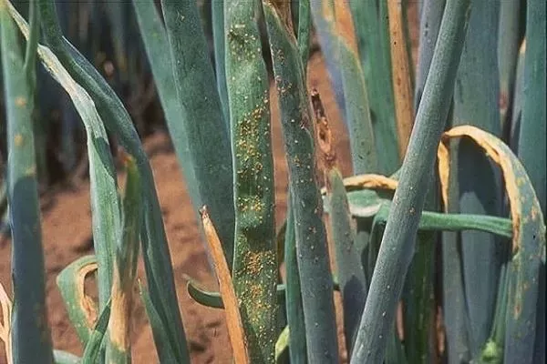 болезни лука Олина