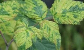 болезни малины Анна