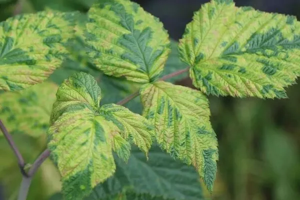 болезни малины Анна