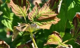 болезни малины Брянское диво