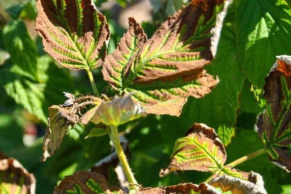 болезни малины Брянское диво