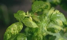 болезни малины Феномен