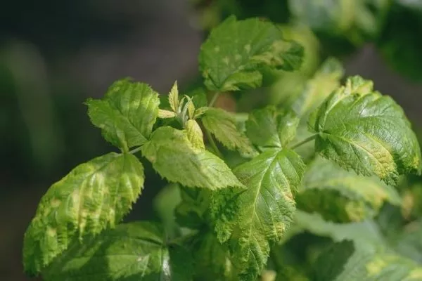 болезни малины Феномен