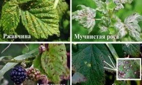 болезни малины Изобильная