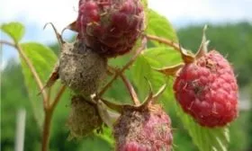 болезни малины Конёк-Горбунок