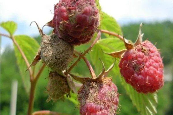болезни малины Конёк-Горбунок
