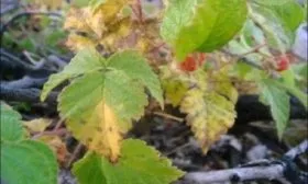 болезни малины Полана