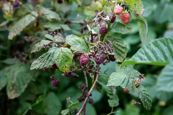 болезни малины Татьяна