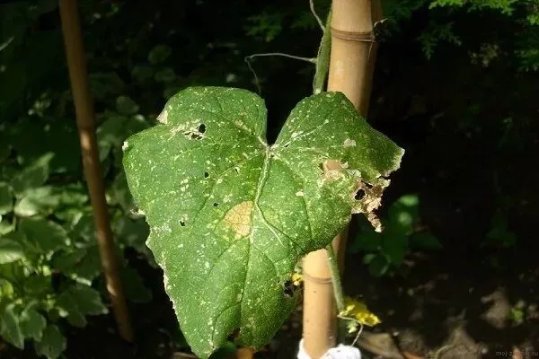 болезни огурцов Адам