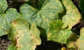 болезни огурцов Атос