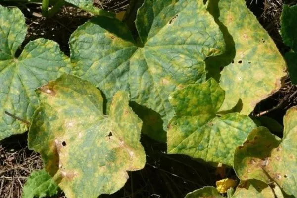 болезни огурцов Атос