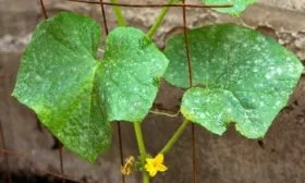 болезни огурцов Будь здоров