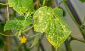 болезни огурцов Гирлянда