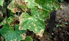 болезни огурцов Огородник