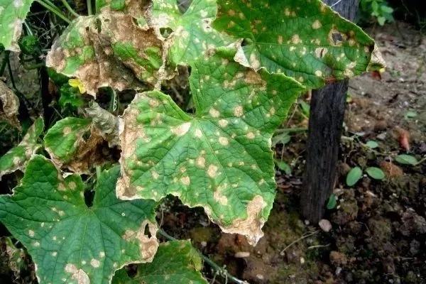 болезни огурцов Огородник