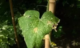 болезни огурцов сорта Апрельский