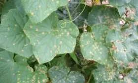 болезни огурцов Тёща