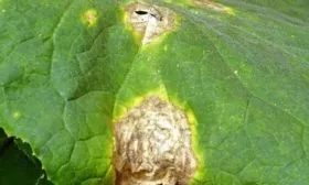 болезни огурцов Зятёк