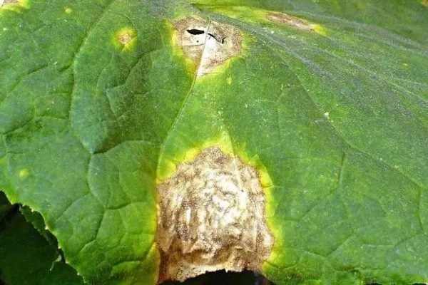 болезни огурцов Зятёк