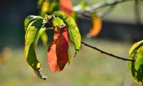 болезни персика Турист