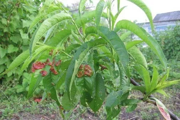 болезни персика Ветеран