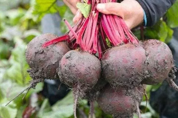 Свёкла Бон-Бон: цилиндрическая для кулинарии