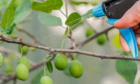 Борьба с болезнями и вредителями