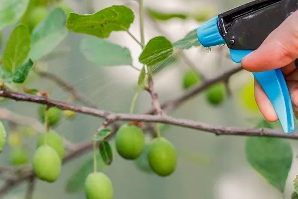 Борьба с болезнями и вредителями