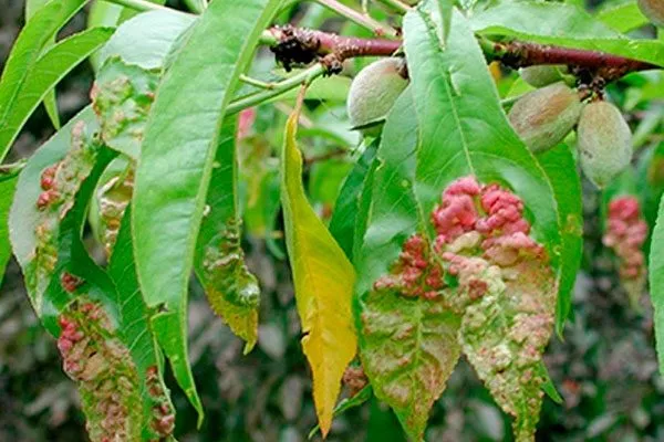 Защита персика