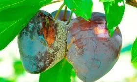 Борьба с болезнями и вредителями