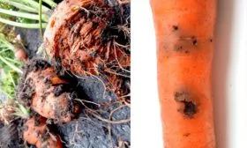 Борьба с болезнями и вредителями