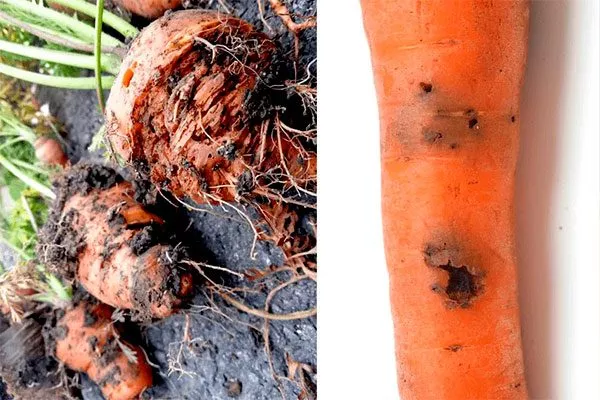 Борьба с болезнями и вредителями