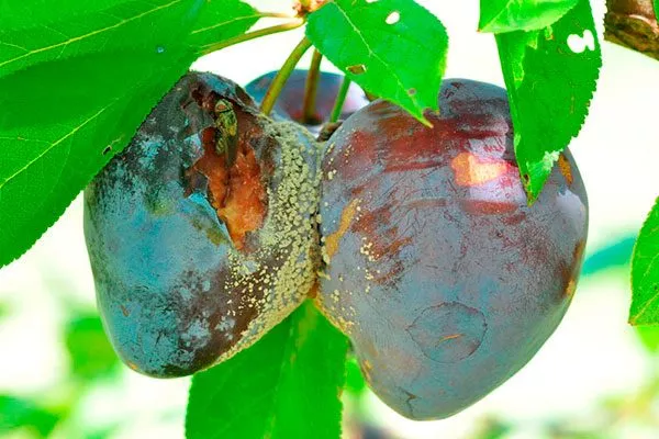 Борьба с болезнями и вредителями