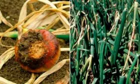 Борьба с заболеваниями и вредителями