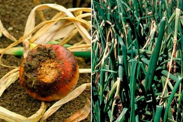 Борьба с заболеваниями и вредителями