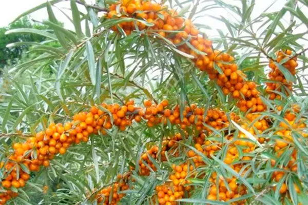 Ботаническая любительская