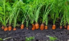 ботва моркови Роте Ризен