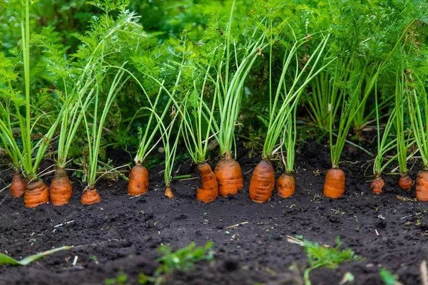 ботва моркови Роте Ризен